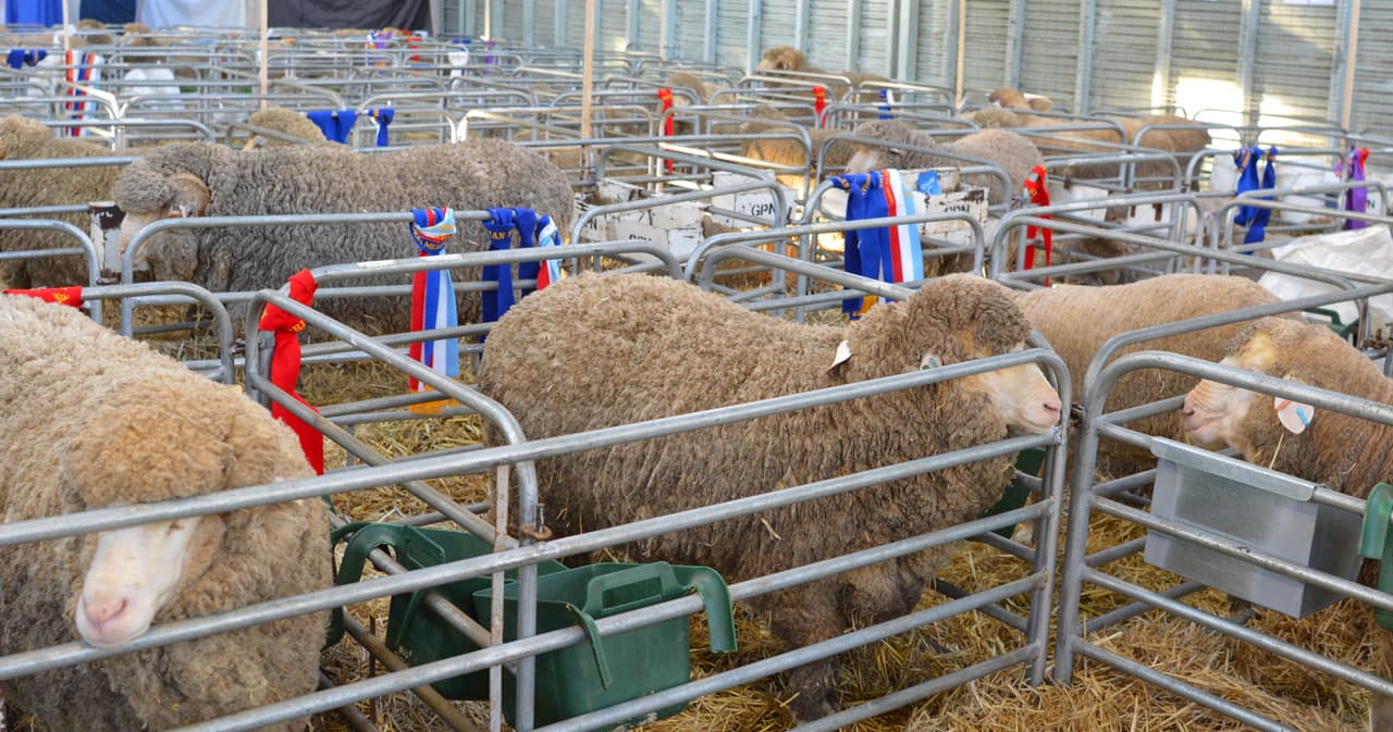 victorian-sheep-show-ballarat-2019-sheep-stalls